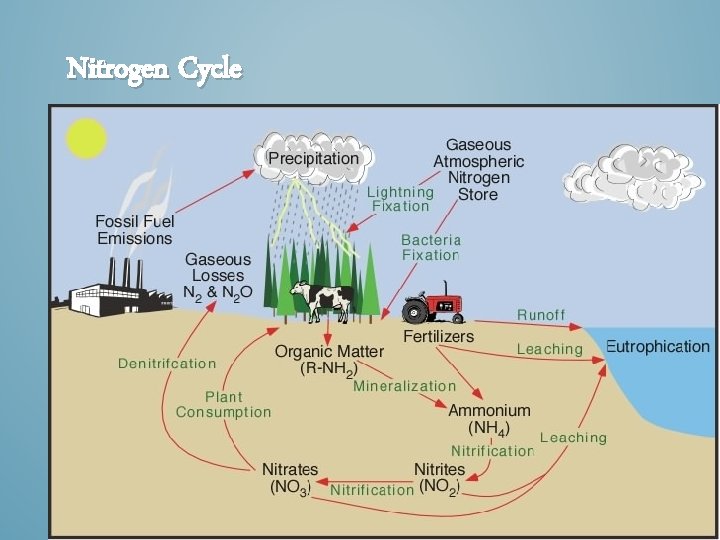 Nitrogen Cycle 