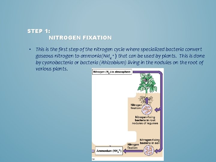 STEP 1: NITROGEN FIXATION • This is the first step of the nitrogen cycle