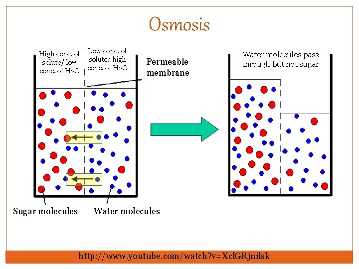 Osmosis High conc. of solute/ low conc. of H 2 O Sugar molecules Low