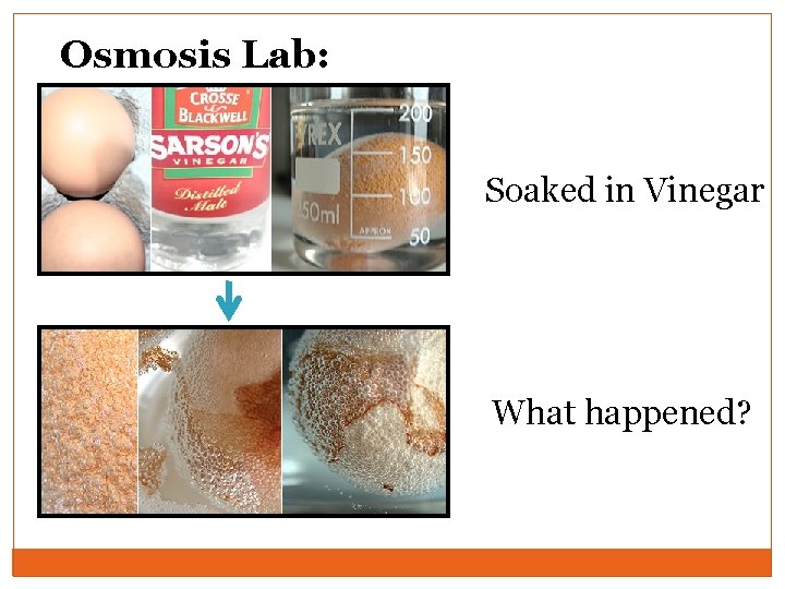Osmosis Lab: Soaked in Vinegar What happened? 
