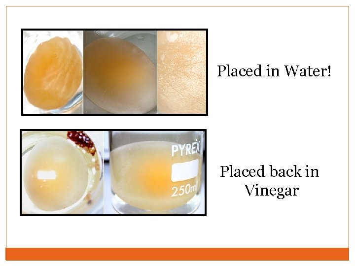 Placed in Water! Placed back in Vinegar 