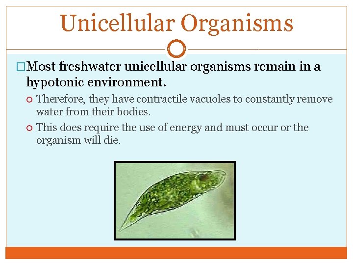 Unicellular Organisms �Most freshwater unicellular organisms remain in a hypotonic environment. Therefore, they have