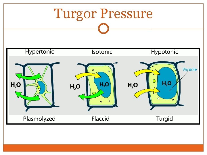 Turgor Pressure 
