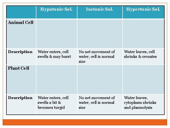 Hypotonic Sol. Isotonic Sol. Hypertonic Sol. Animal Cell Description Water enters, cell swells &