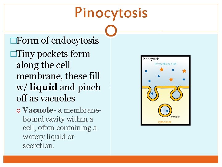Pinocytosis �Form of endocytosis �Tiny pockets form along the cell membrane, these fill w/