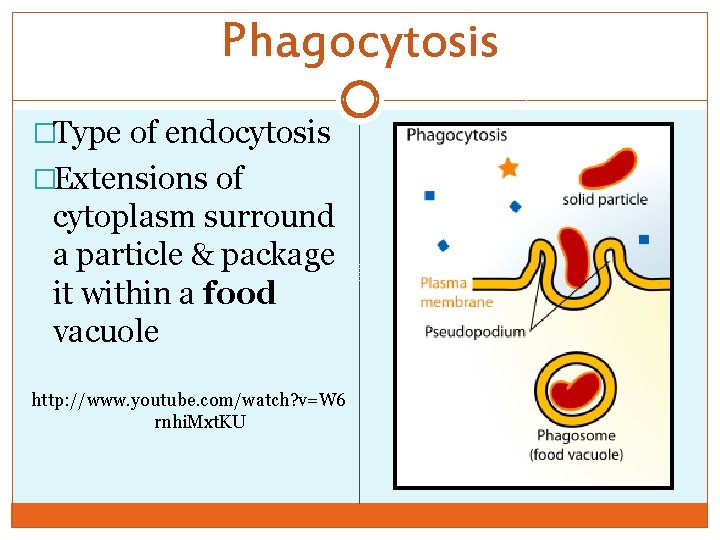 Phagocytosis �Type of endocytosis �Extensions of cytoplasm surround a particle & package it within