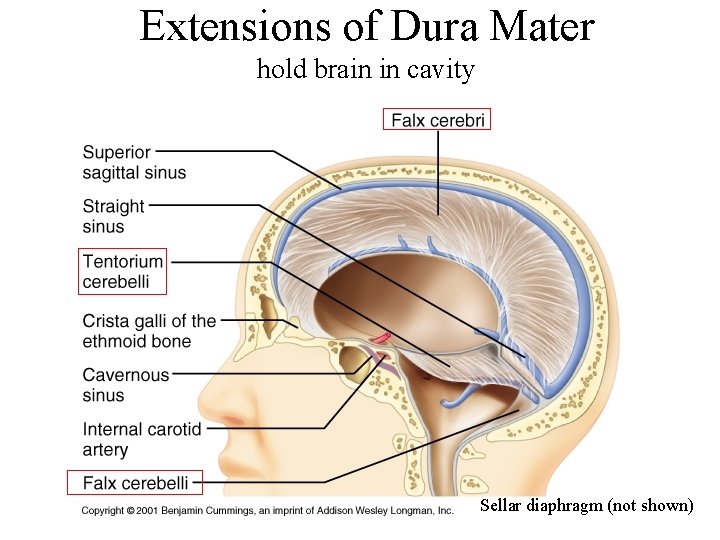 Extensions of Dura Mater hold brain in cavity Sellar diaphragm (not shown) 