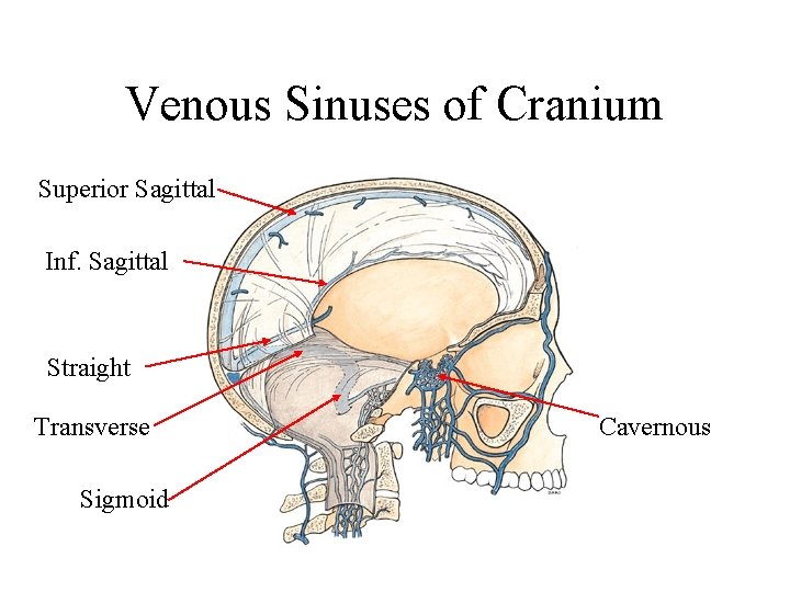 Venous Sinuses of Cranium Superior Sagittal Inf. Sagittal Straight Transverse Sigmoid Cavernous 