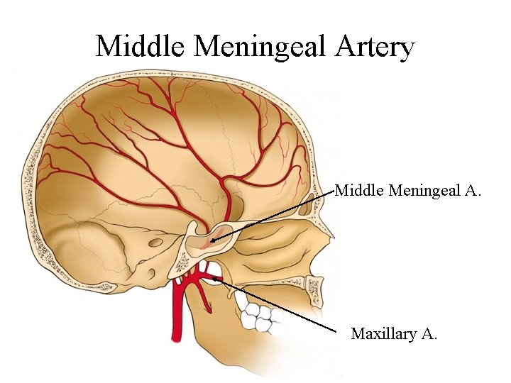 Middle Meningeal Artery Middle Meningeal A. Maxillary A. 