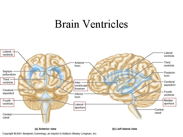 Brain Ventricles 