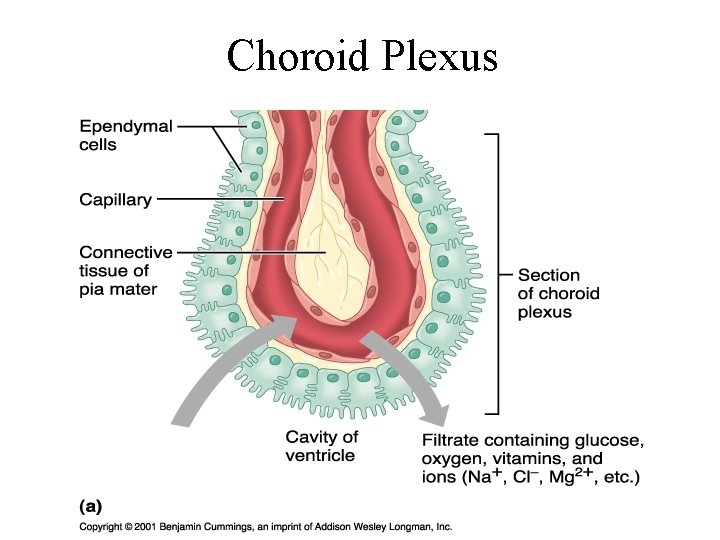 Choroid Plexus 
