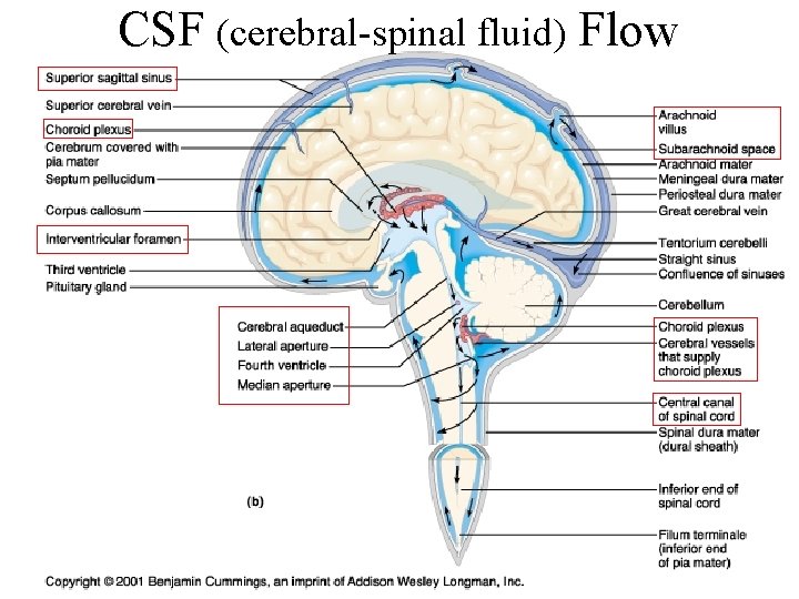 CSF (cerebral-spinal fluid) Flow 