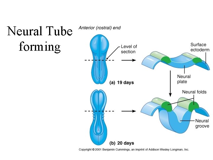 Neural Tube forming 