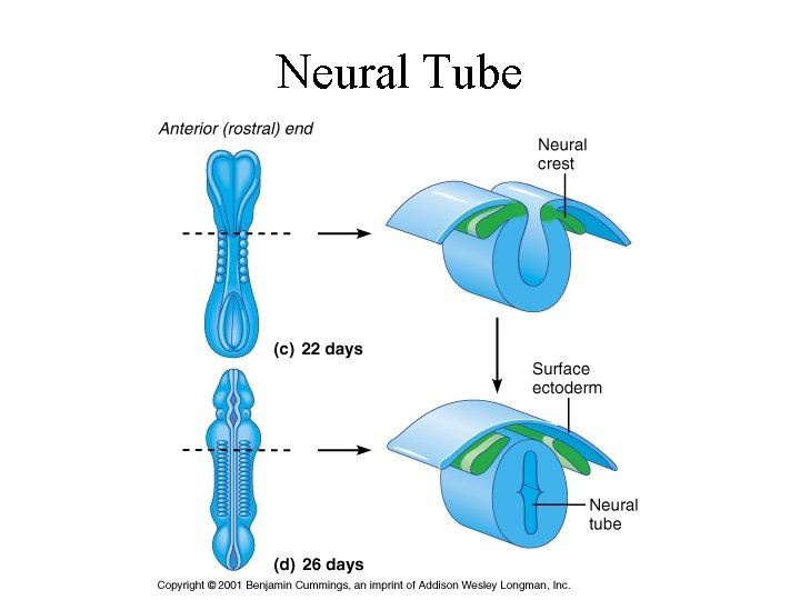 Neural Tube 