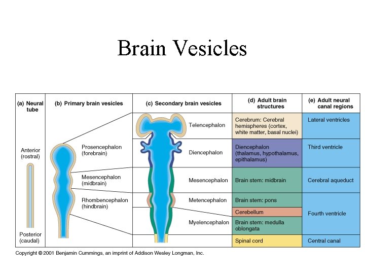 Brain Vesicles 