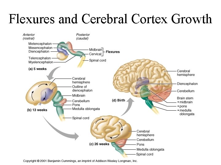 Flexures and Cerebral Cortex Growth 