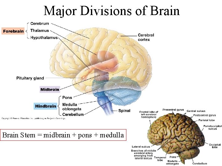Major Divisions of Brain Stem = midbrain + pons + medulla 