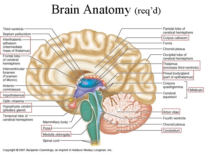 Brain Anatomy (req’d) 