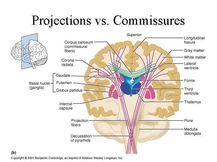 Projections vs. Commissures 