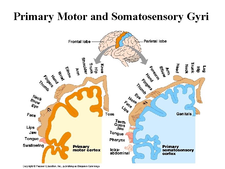Primary Motor and Somatosensory Gyri 
