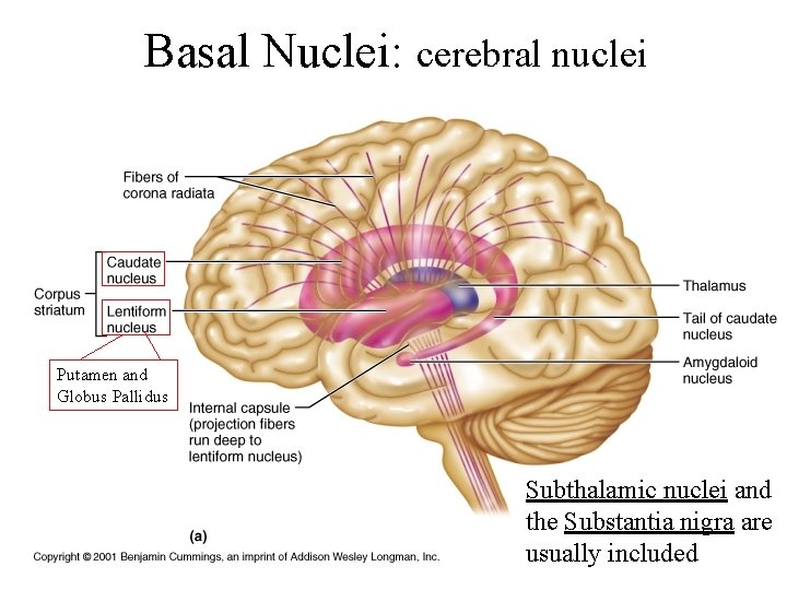 Basal Nuclei: cerebral nuclei Putamen and Globus Pallidus Subthalamic nuclei and the Substantia nigra