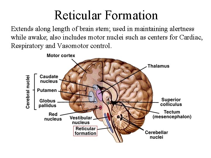 Reticular Formation Extends along length of brain stem; used in maintaining alertness while awake;