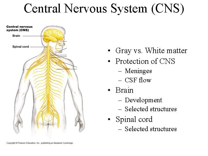 Central Nervous System (CNS) • Gray vs. White matter • Protection of CNS –