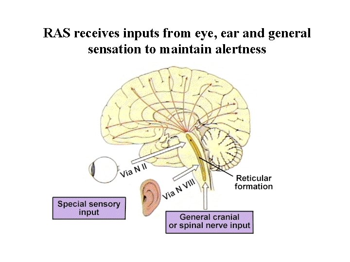 RAS receives inputs from eye, ear and general sensation to maintain alertness 