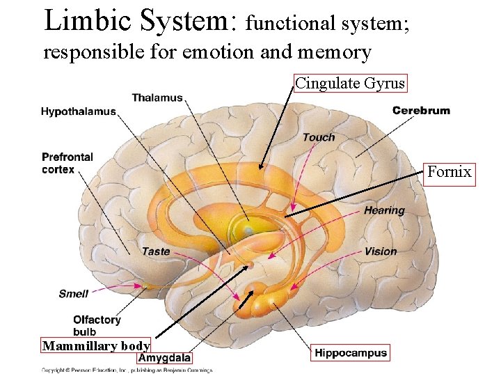 Limbic System: functional system; responsible for emotion and memory Cingulate Gyrus Fornix Mammillary body