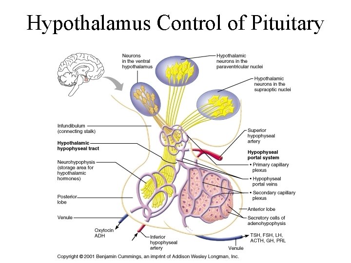 Hypothalamus Control of Pituitary 