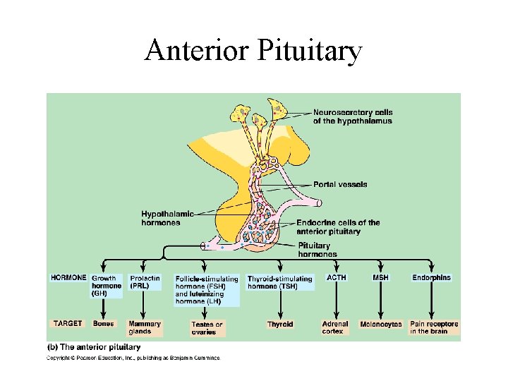 Anterior Pituitary 