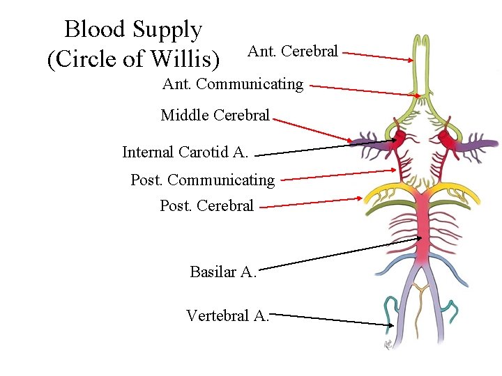 Blood Supply (Circle of Willis) Ant. Cerebral Ant. Communicating Middle Cerebral Internal Carotid A.