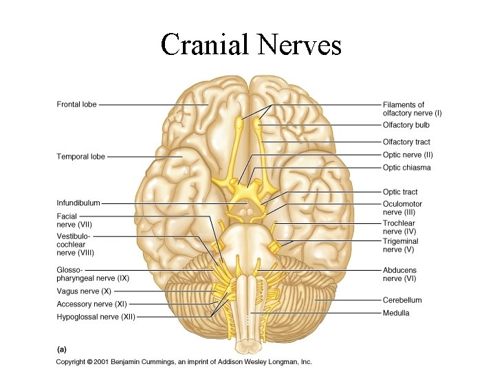 Cranial Nerves 