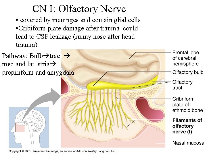 CN I: Olfactory Nerve • covered by meninges and contain glial cells • Cribiform