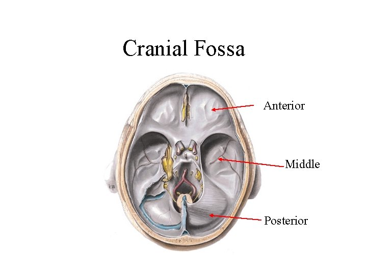 Cranial Fossa Anterior Middle Posterior 