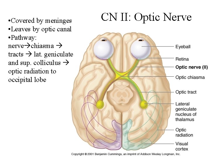  • Covered by meninges • Leaves by optic canal • Pathway: nerve chiasma
