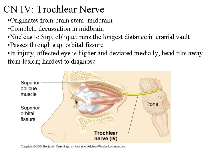 CN IV: Trochlear Nerve • Originates from brain stem: midbrain • Complete decussation in