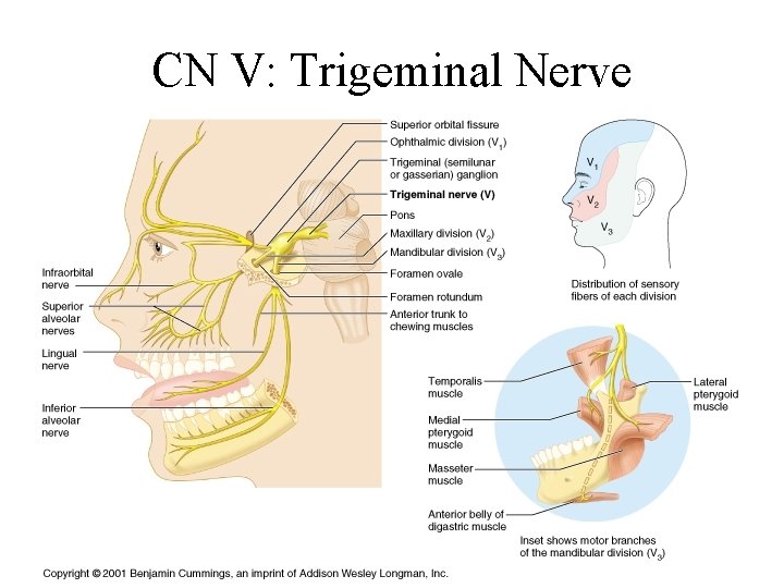 CN V: Trigeminal Nerve 