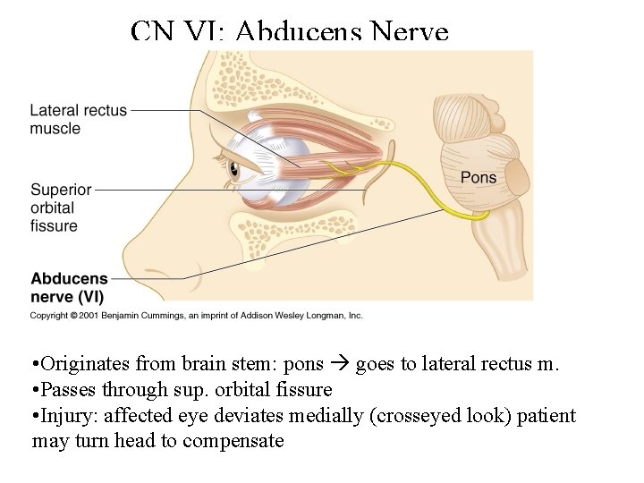 CN VI: Abducens Nerve • Originates from brain stem: pons goes to lateral rectus