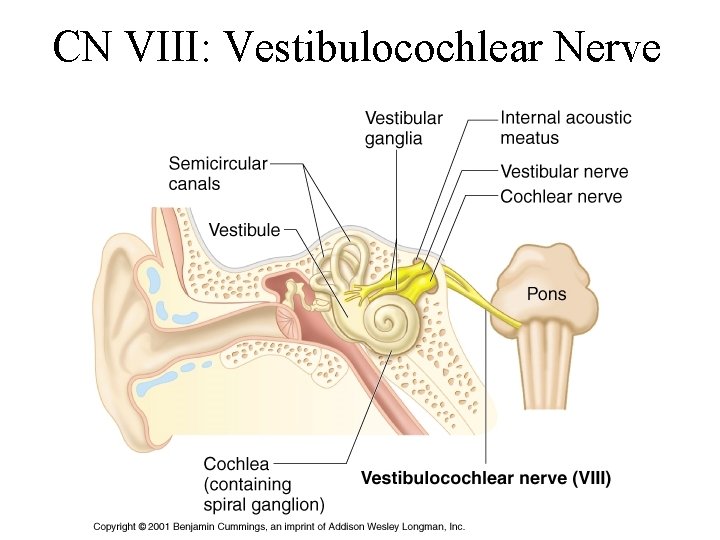 CN VIII: Vestibulocochlear Nerve 