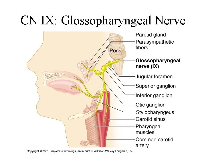 CN IX: Glossopharyngeal Nerve 
