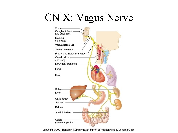 CN X: Vagus Nerve 