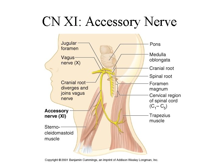 CN XI: Accessory Nerve 