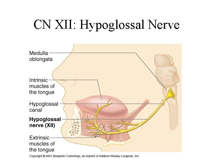CN XII: Hypoglossal Nerve 