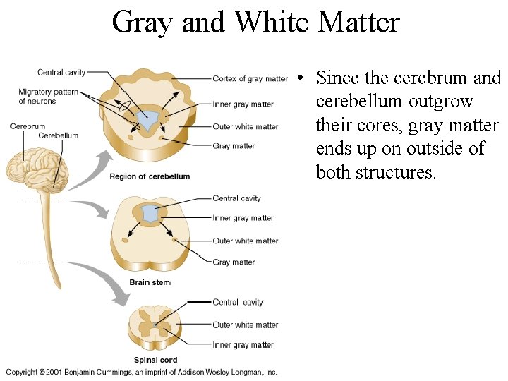 Gray and White Matter • Since the cerebrum and cerebellum outgrow their cores, gray