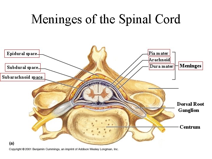 Meninges of the Spinal Cord Epidural space Subdural space Pia mater Arachnoid Dura mater