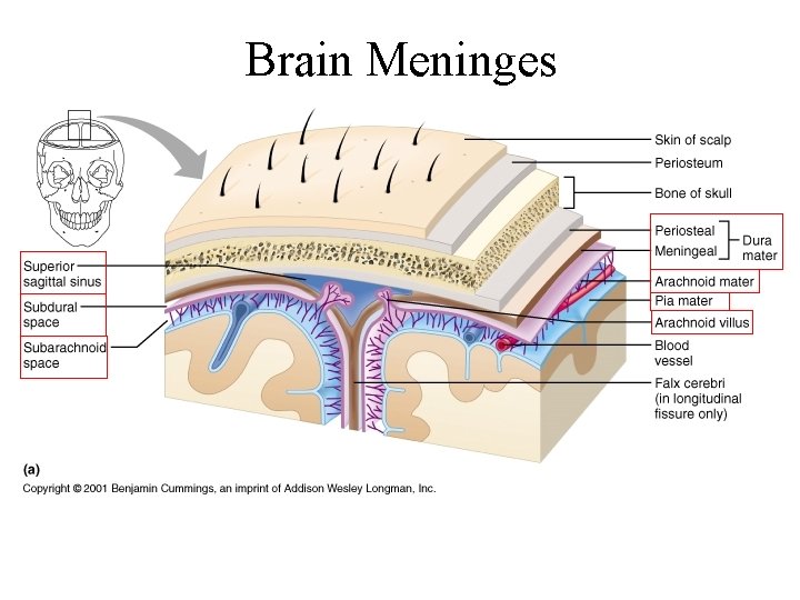 Brain Meninges 