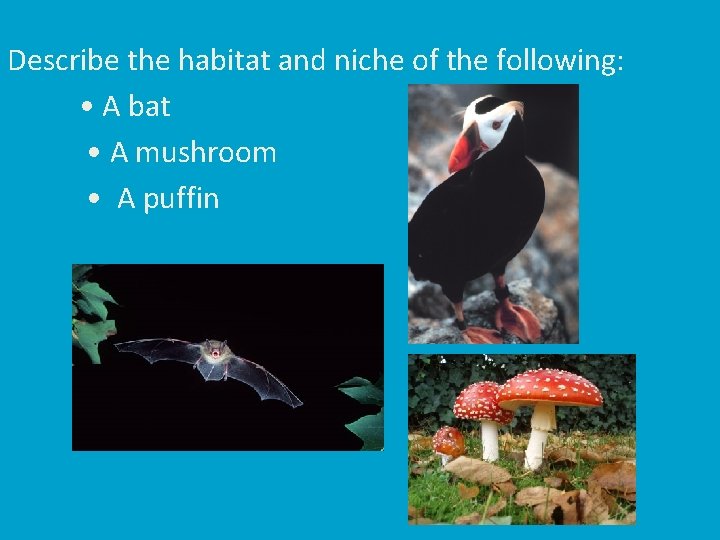 Habitat The place where an organism lives Address