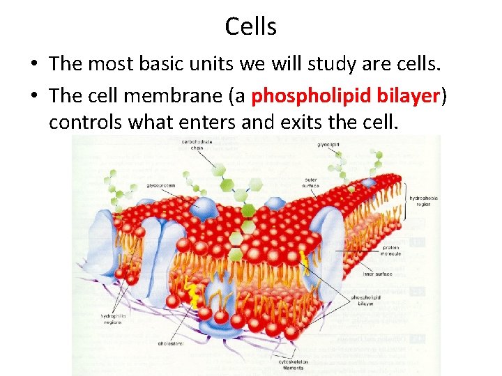 Cells • The most basic units we will study are cells. • The cell