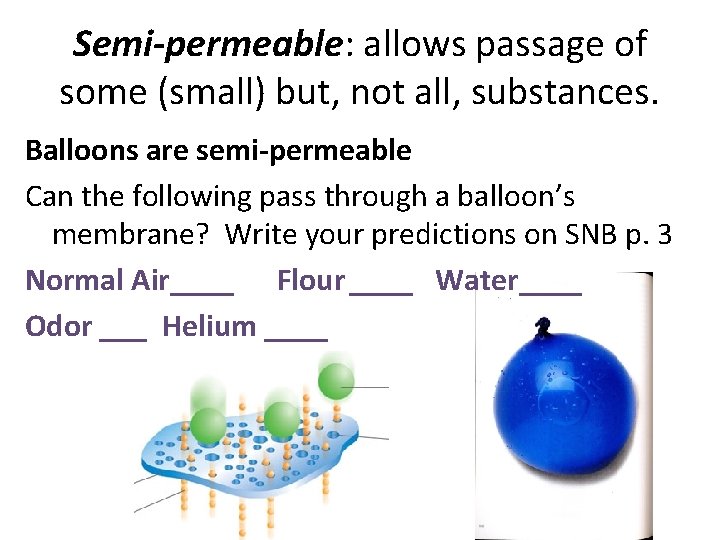 Semi-permeable: allows passage of some (small) but, not all, substances. Balloons are semi-permeable Can